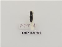藏品(叩頭蟲科)的圖片